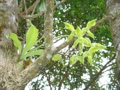 Catasetum cernuum