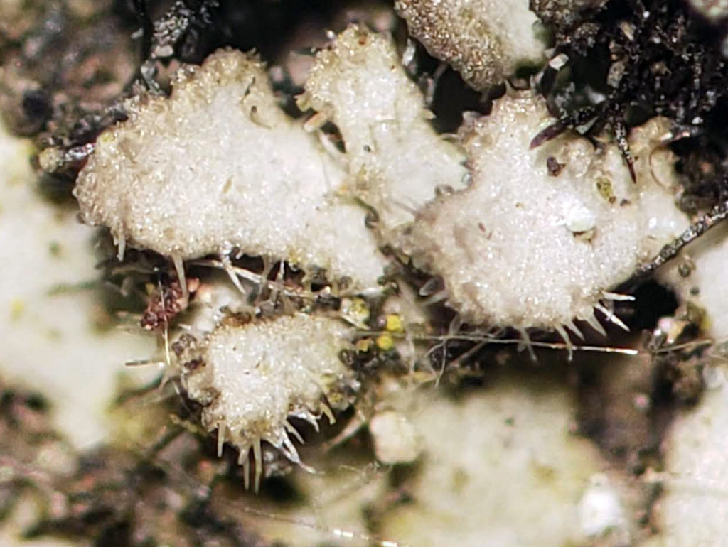 Hairy Shadow Lichen
