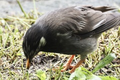 Spodiopsar cineraceus