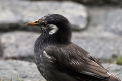 Spodiopsar cineraceus