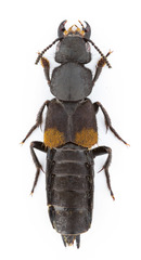 Platydracus fossator