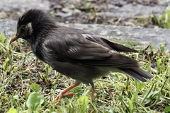 Spodiopsar cineraceus