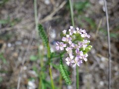 Achillea euxina