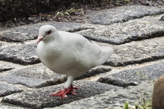 Columba livia domestica