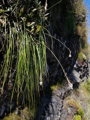 Trachyandra tabularis