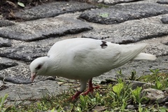 Columba livia domestica