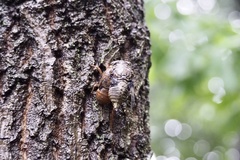 Cryptotympana facialis