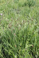 Carex nigra juncea