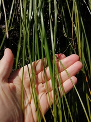 Trachyandra tabularis