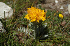 Jacobaea incana