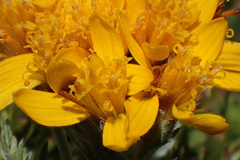 Jacobaea incana