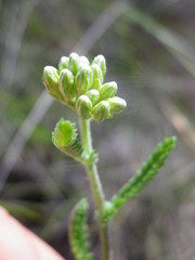 Achillea euxina