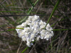 Achillea euxina