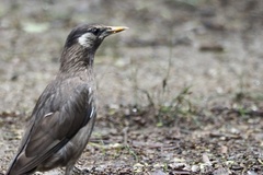 Spodiopsar cineraceus