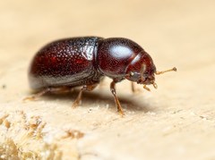 Cis castaneus
