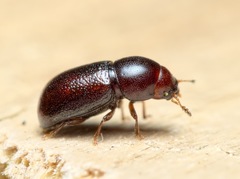 Cis castaneus