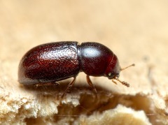 Cis castaneus