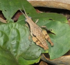 Eujivarus meridionalis