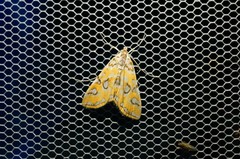 Elophila interruptalis