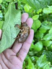 Cryptotympana facialis