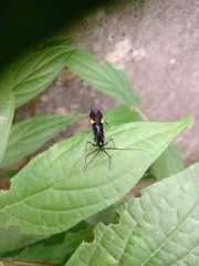 Parahiranetis salgadoi