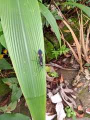 Parahiranetis salgadoi