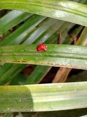 Charidotella rubicunda