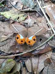 Pierella nereis