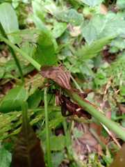 Melucha phyllocnemis