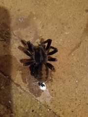 Guasuctenus longipes