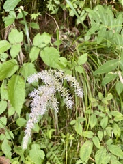 Astilbe microphylla