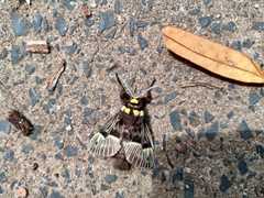 Megalopyge radiata