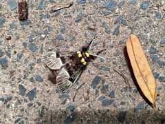 Megalopyge radiata
