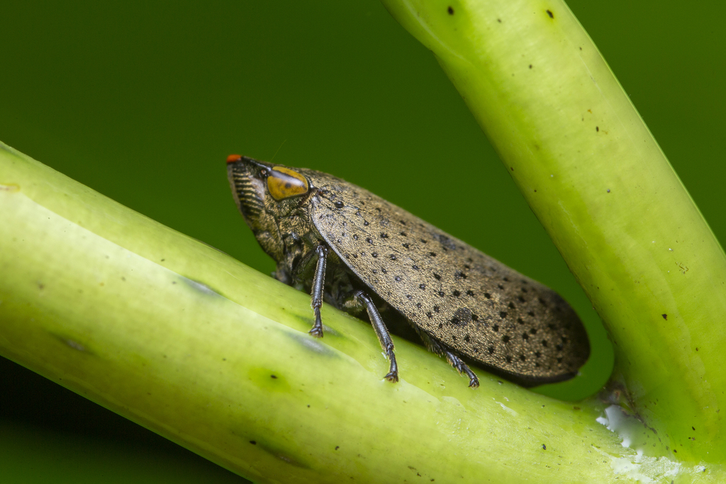 Plinia punctipennis