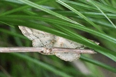 Synegia limitatoides