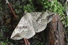 Blasticorhinus