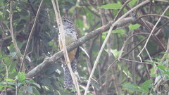 Hypoedaleus guttatus