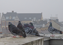 Columba livia domestica