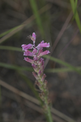 Lachenalia salteri