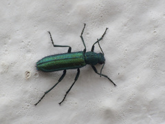 Psilothrix viridicoerulea