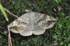 Blasticorhinus