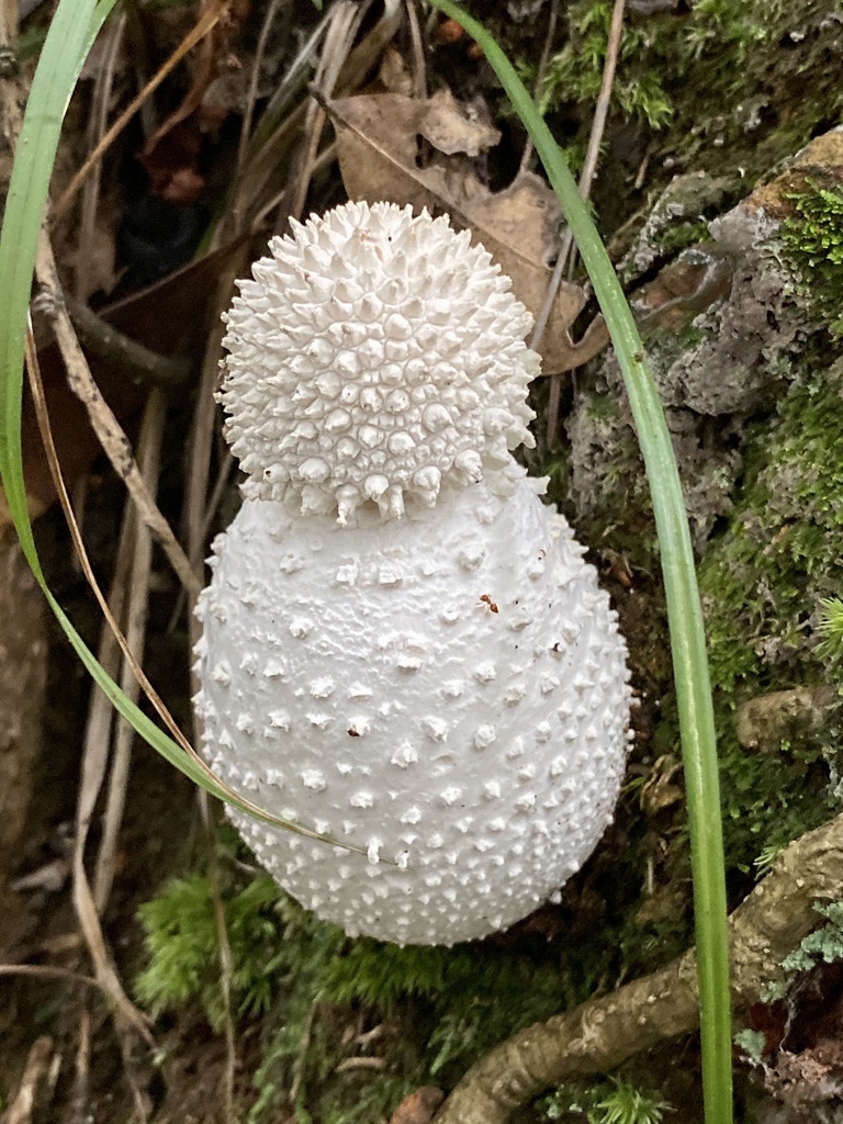 Amanita virgineoides · July 2020 · photo: © re_nebel (iNaturalist, cc-by)