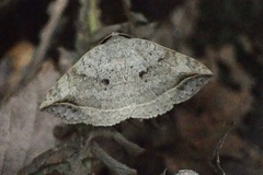 Blasticorhinus