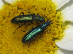 Psilothrix viridicoerulea