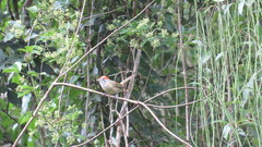 Hylophilus poicilotis