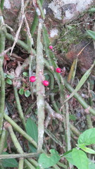 Lepismium cruciforme