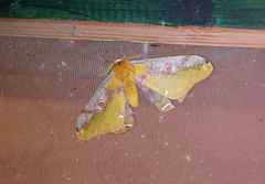 Saturnia saldaitisi