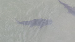 Steindachneridion melanodermatum