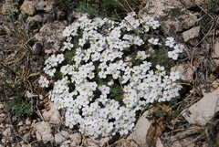 Androsace dasyphylla