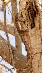 Ctenosaura oaxacana